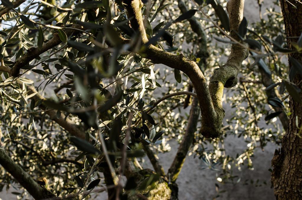 Agriturismo La Torretta Da Valentina Σολφερίνο Εξωτερικό φωτογραφία